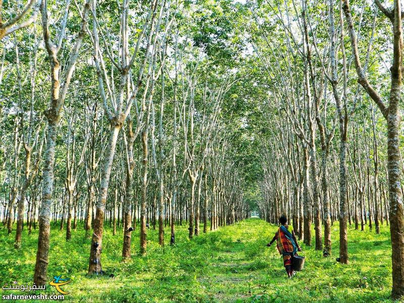 باغ درختان هیویآ در بنگلادش