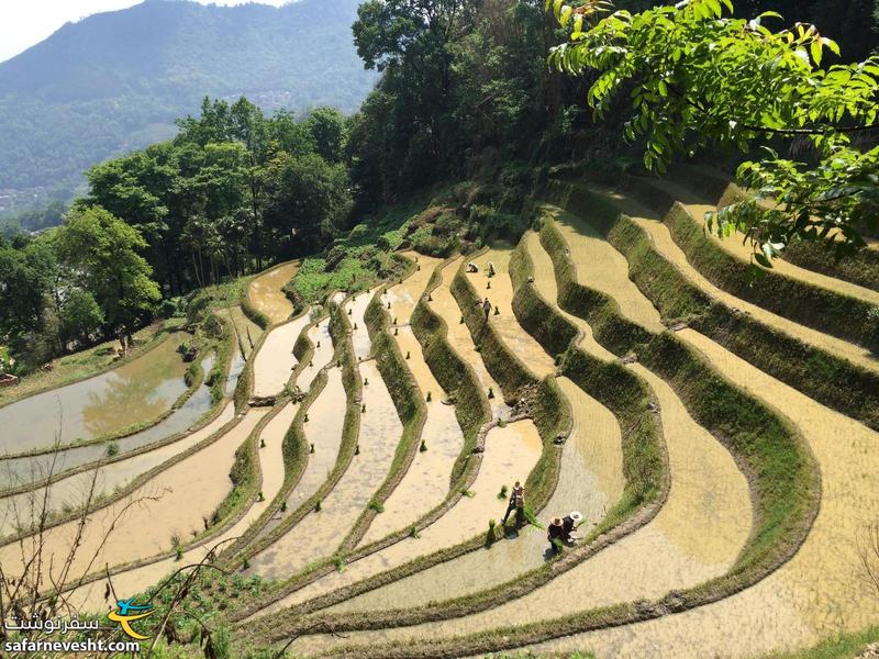  مزارع برنج پلكانی یا تراسی منطقه یوان یانگ.