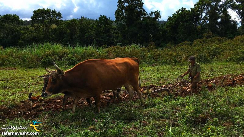 شخم زدن مزرعه برای کاشت تنباکو در وینالس کوبا