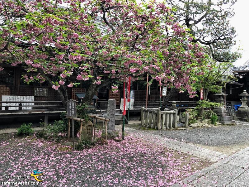 فصل ساکورا و شکوفه های گیلاس کیوتو تمام شده بود ولی درخت های دیگری پیدا میشد که گل داشته باشند.