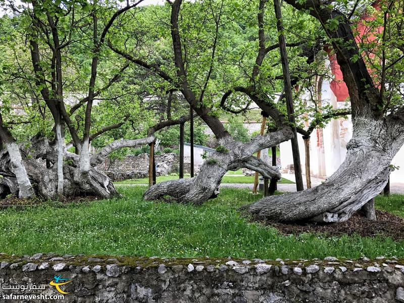 700 year-old tree in Patriarchate Monastery's garden