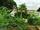 درخت پاپایا و موز در حیاط خانه فرانک