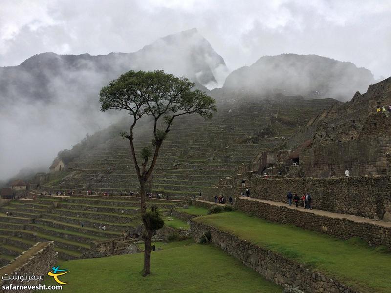 Single tree in Machu Picchu